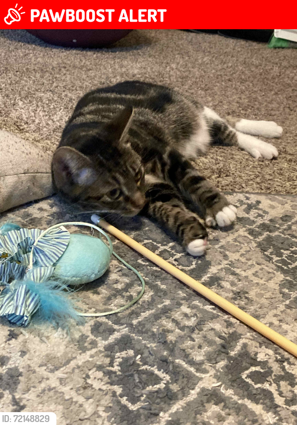 Lost Female Cat last seen Northgate estates Mary Ester, Fort Walton Beach, FL 32548