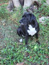Lost Female Dog last seen Klapman rd and lephart rd, West Columbia, SC 29169