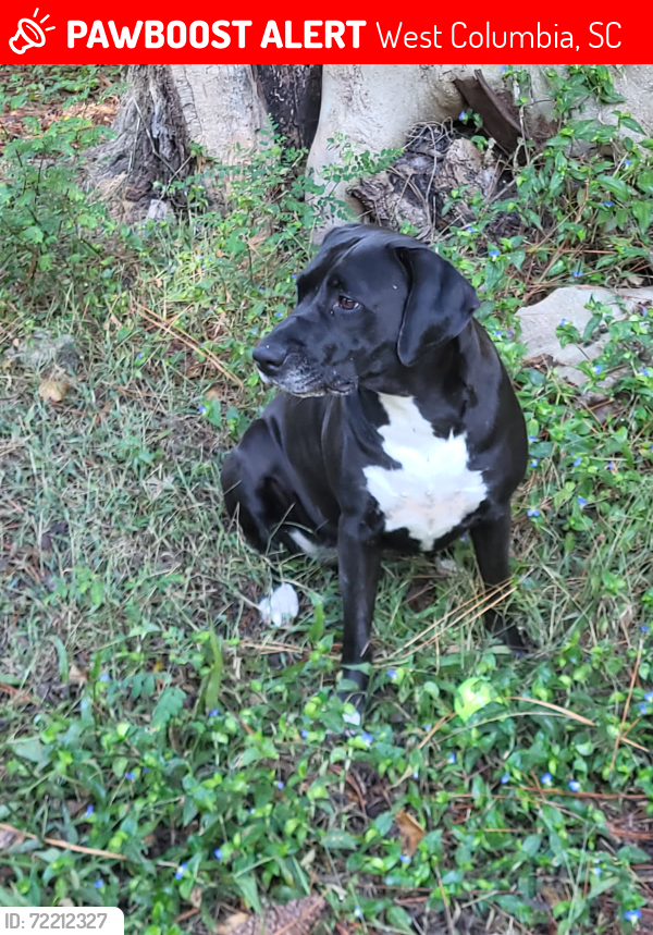 Lost Female Dog last seen Klapman rd and lephart rd, West Columbia, SC 29169