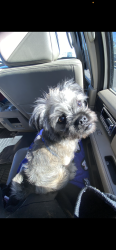Lost Male Dog last seen Twin cedars, Baton Rouge, LA 70816