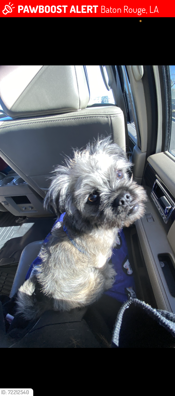Lost Male Dog last seen Twin cedars, Baton Rouge, LA 70816