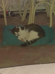 Lost Female Cat last seen Pleasant Ave. and 19th Bay St East Ocean View , Norfolk, VA 23518