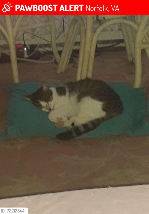 Lost Female Cat last seen Pleasant Ave. and 19th Bay St East Ocean View , Norfolk, VA 23518