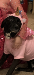 Lost Female Dog last seen Standridge and flowers at the park, Carrollton, TX 75007