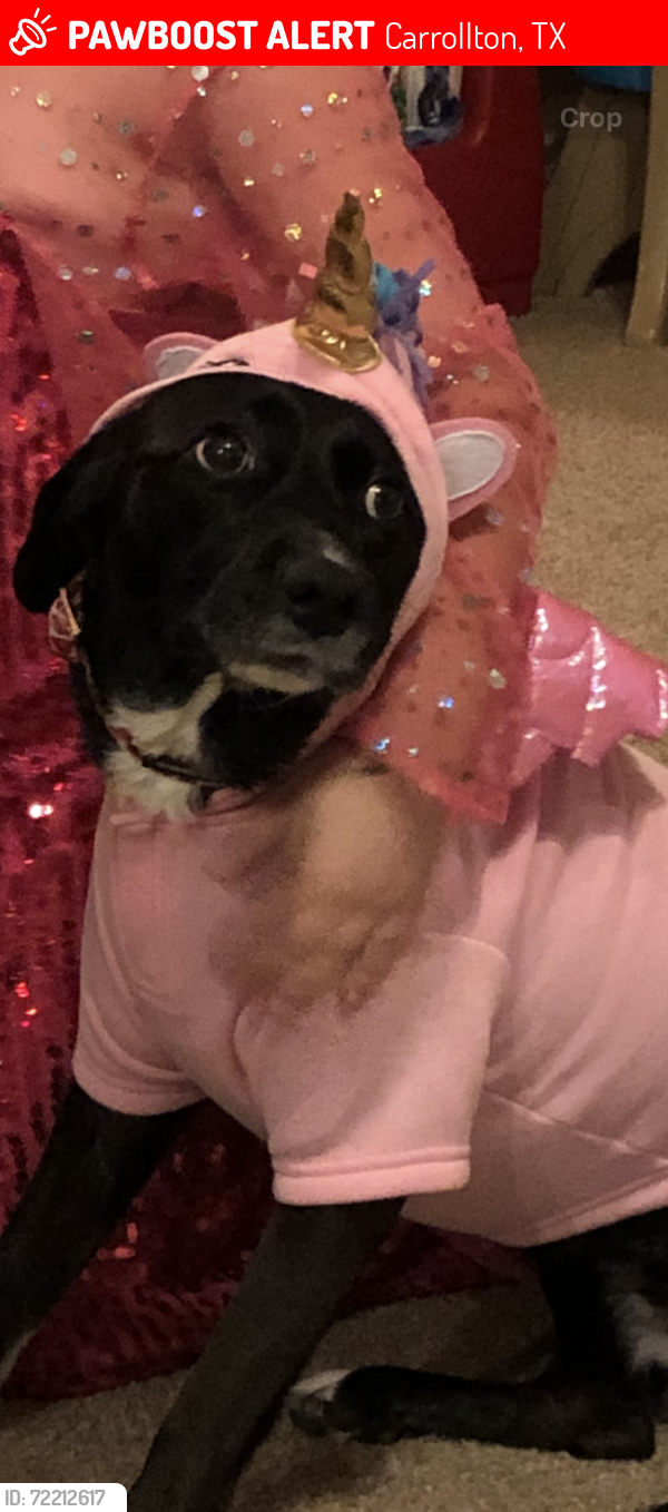 Lost Female Dog last seen Standridge and flowers at the park, Carrollton, TX 75007
