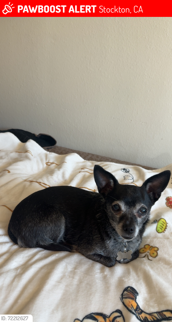 Lost Female Dog last seen Pacific avenue and Ben holt , Stockton, CA 95207