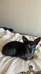 Lost Female Dog last seen Pacific avenue and Ben holt , Stockton, CA 95207
