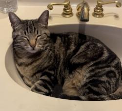 Lost Female Cat last seen Piping Rock Ln. & Briar Branch Dr., Houston, TX 77042