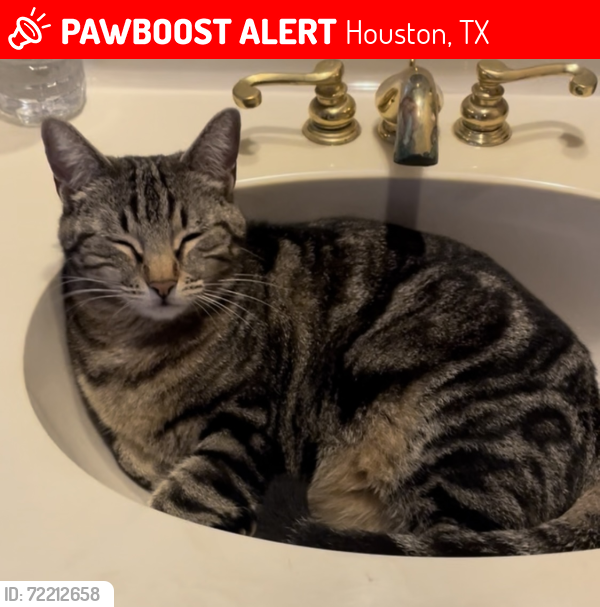 Lost Female Cat last seen Piping Rock Ln. & Briar Branch Dr., Houston, TX 77042
