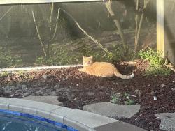 Lost Male Cat last seen Briar creek/Post Road , Melbourne, FL 32934