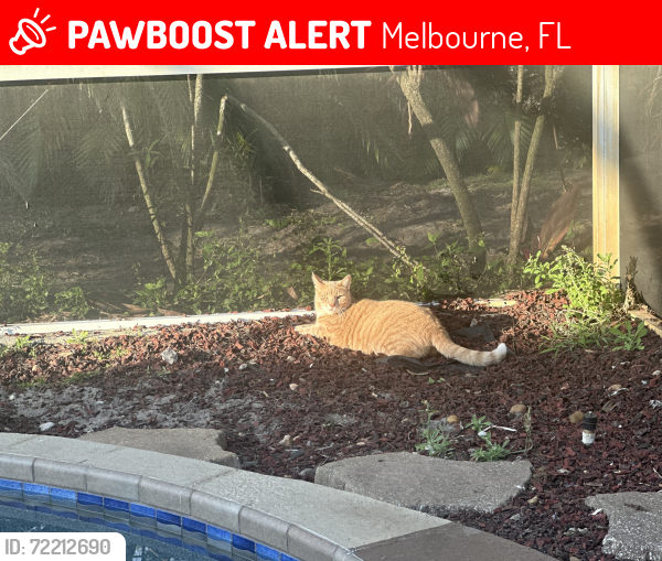 Lost Male Cat last seen Briar creek/Post Road , Melbourne, FL 32934