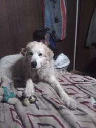Lost Female Dog last seen Near and 258 Jacksonville NC , Onslow County, NC 28540