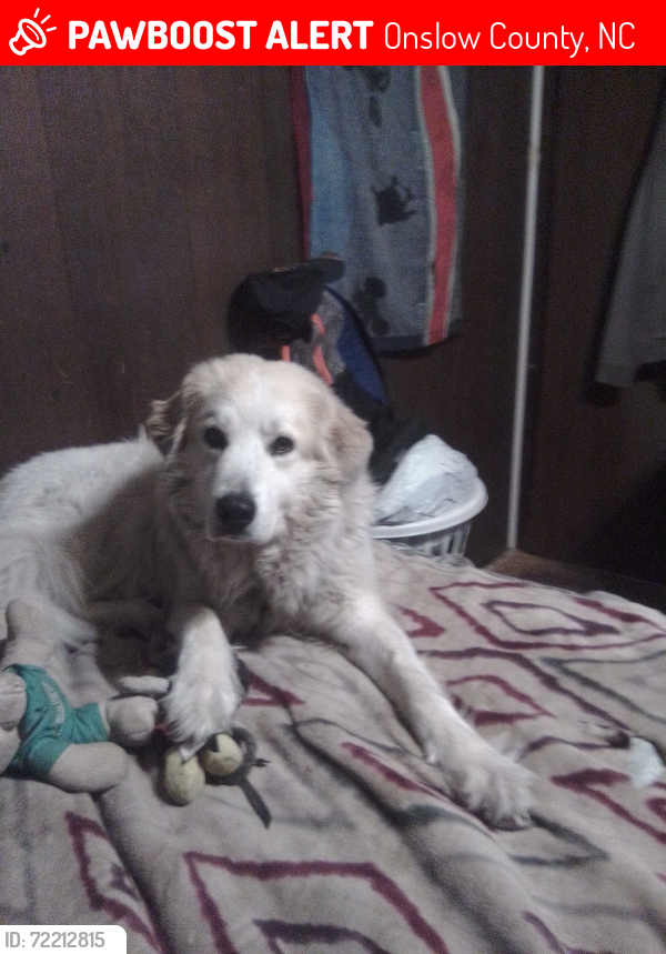 Lost Female Dog last seen Near and 258 Jacksonville NC , Onslow County, NC 28540