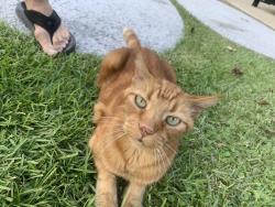 Lost Male Cat last seen Perkins and Plantation Blvd, Prairieville, LA 70769