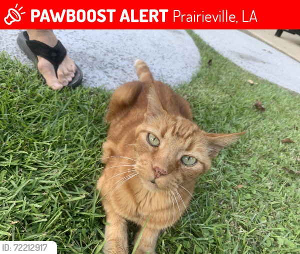 Lost Male Cat last seen Perkins and Plantation Blvd, Prairieville, LA 70769