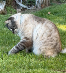 Lost Male Cat last seen Shelter Bay , Skagit County, WA 98257