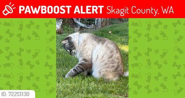 Lost Male Cat last seen Shelter Bay , Skagit County, WA 98257
