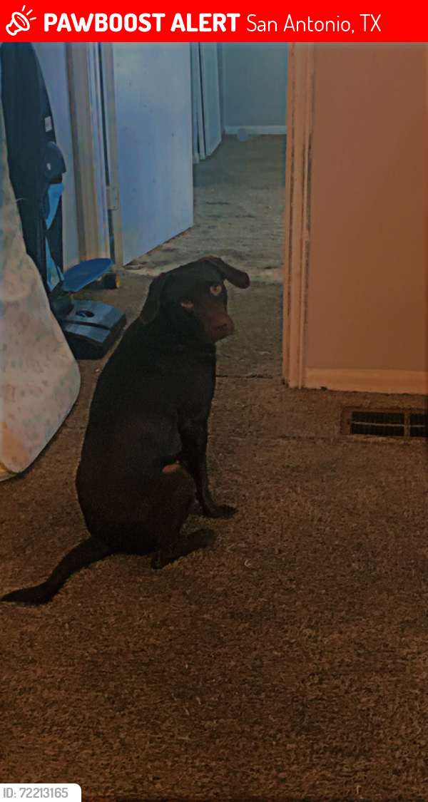 Lost Male Dog last seen Rigsby ave San Antonio tx , San Antonio, TX 78210