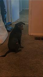 Lost Male Dog last seen Rigsby ave San Antonio tx , San Antonio, TX 78210