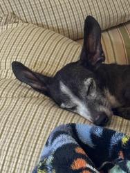 Lost Male Dog last seen Quebec or front street, Rio Linda, CA 95673