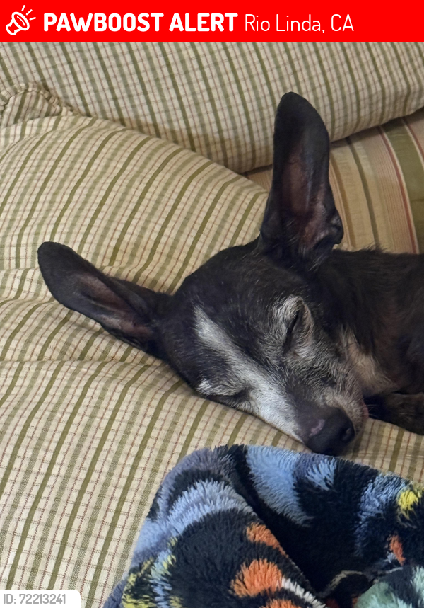 Lost Male Dog last seen Quebec or front street, Rio Linda, CA 95673