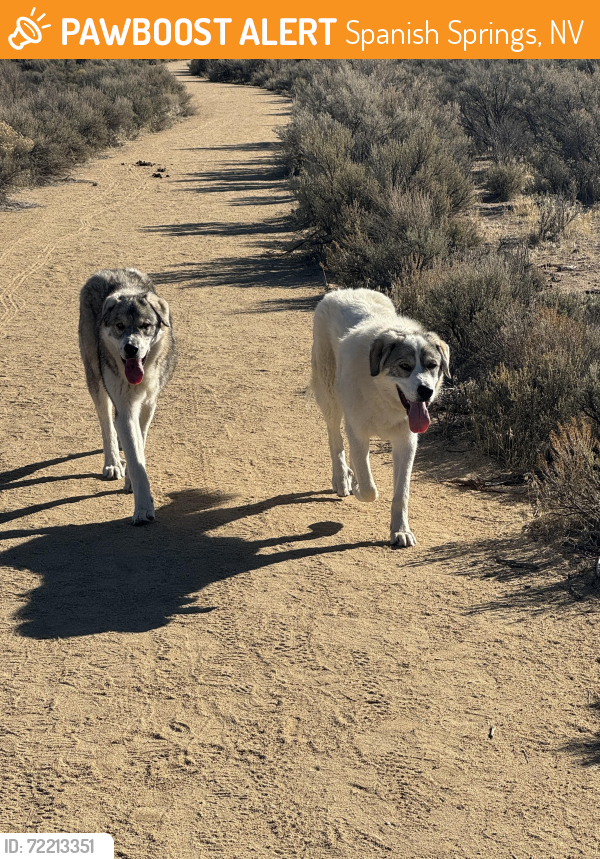 Found/Stray Unknown Dog last seen Calle De la Platte , Spanish Springs, NV 89441