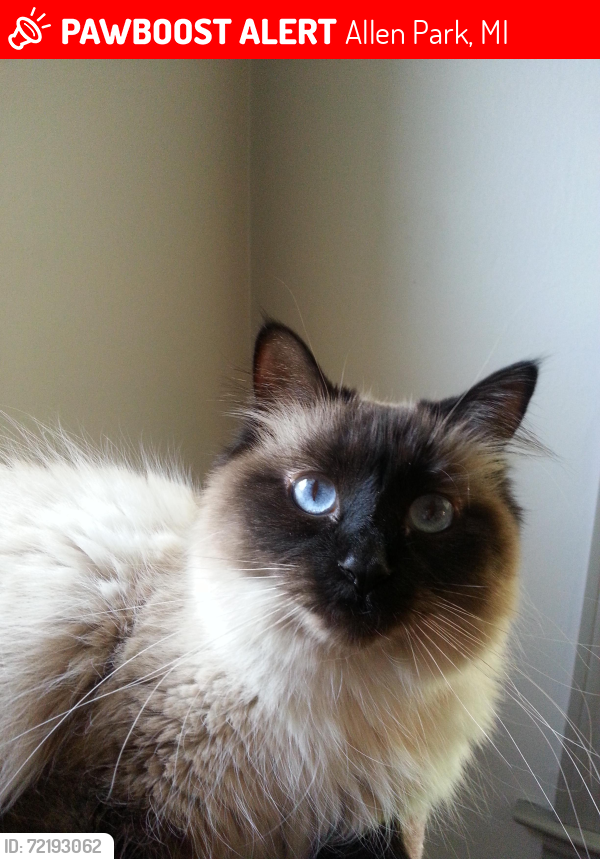 Lost Female Cat last seen Thomas and quandt, Allen Park, MI 48101