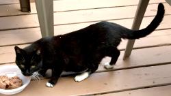 Lost Female Cat last seen Fountain Ave and Aubert Ave , St. Louis, MO 63113