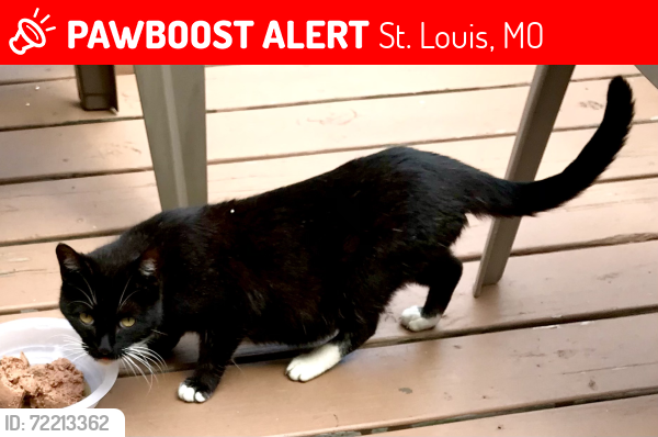 Lost Female Cat last seen Fountain Ave and Aubert Ave , St. Louis, MO 63113