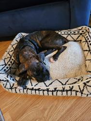 Lost Male Dog last seen Peninsula ave at coast guard station , New Smyrna Beach, FL 32170