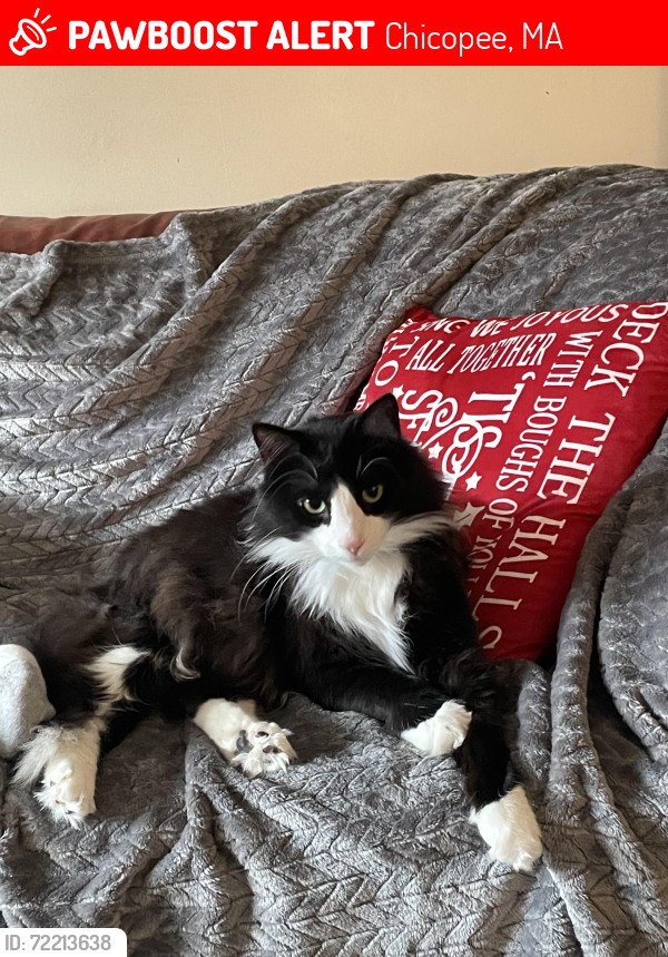 Lost Male Cat last seen Fletcher Circle near Jamrog Drive, Chicopee, MA 01020