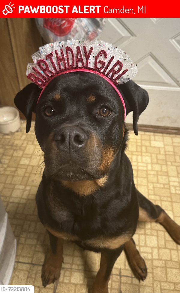 Lost Female Dog last seen Territorial Rd & Buckeye Rd, Camden, MI 49232