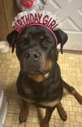 Lost Female Dog last seen Territorial Rd & Buckeye Rd, Camden, MI 49232