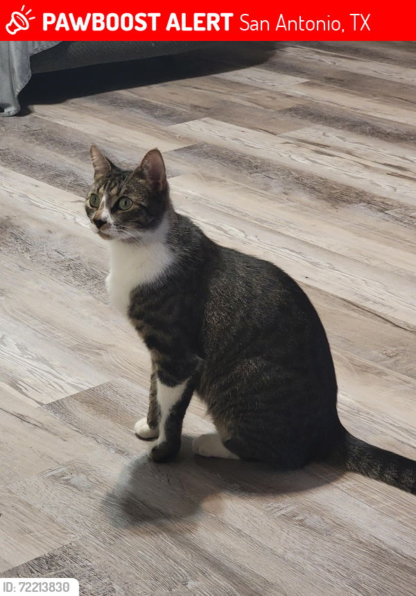 Lost Male Cat last seen Buescher & Pedernales , San Antonio, TX 78223