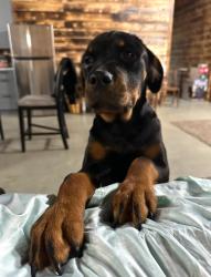 Lost Female Dog last seen Territorial rd & Tripprd, Camden, MI 49232