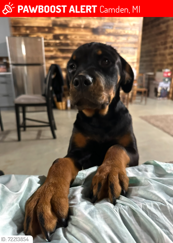 Lost Female Dog last seen Territorial rd & Tripprd, Camden, MI 49232