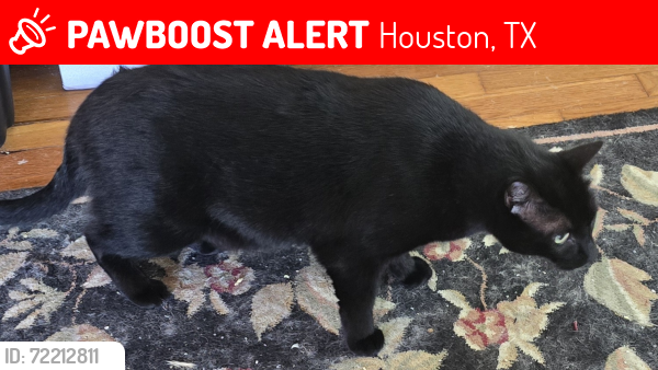 Lost Male Cat last seen Drummond and Academy, Houston, TX 77025