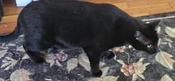 Lost Male Cat last seen Drummond and Academy, Houston, TX 77025