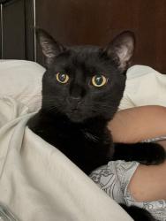 Lost Female Cat last seen Ridgemoor Dr W and kingery highway , Willowbrook, IL 60527