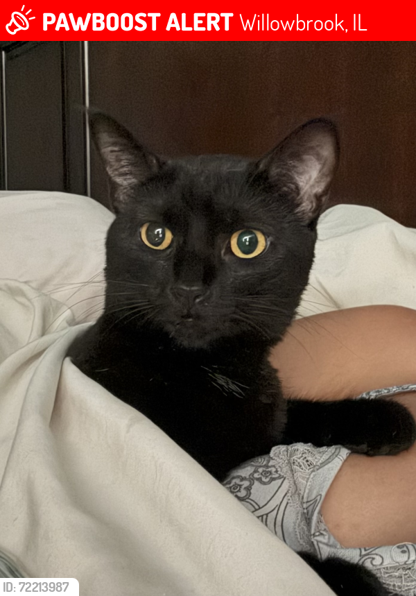 Lost Female Cat last seen Ridgemoor Dr W and kingery highway , Willowbrook, IL 60527