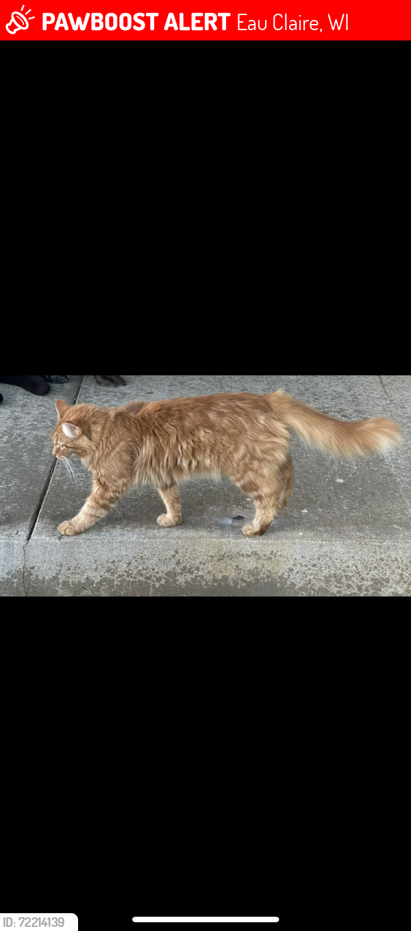 Lost Male Cat last seen Cedar and Balsam, Eau Claire, WI 54701