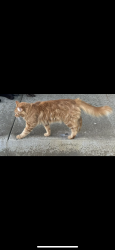Lost Male Cat last seen Cedar and Balsam, Eau Claire, WI 54701