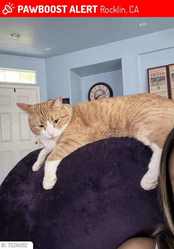 Lost Male Cat last seen Park and sunset, in Park Place Neighborhood, Rocklin, CA 95765