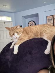Lost Male Cat last seen Park and sunset, in Park Place Neighborhood, Rocklin, CA 95765