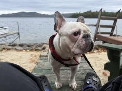 Lost Male Dog last seen Butternut Dr and Liberty Lane, Keene, NH 03431