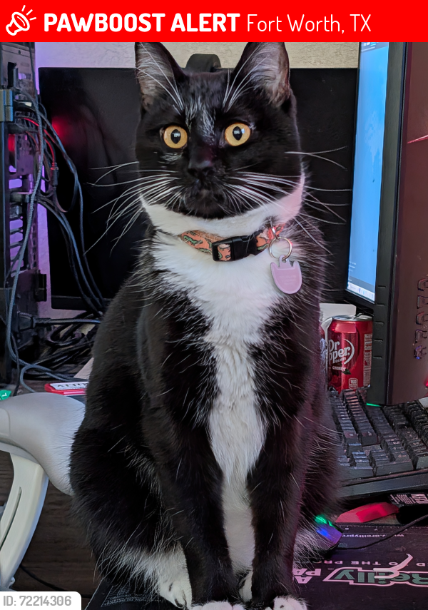 Lost Male Cat last seen Reveille Rd/Wind Star Way/Pronghorn Ln, Fort Worth, TX 76108
