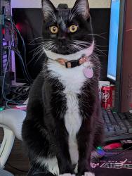 Lost Male Cat last seen Reveille Rd/Wind Star Way/Pronghorn Ln, Fort Worth, TX 76108