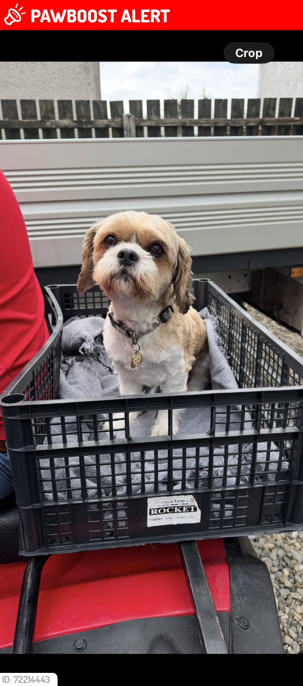 Lost Male Dog last seen Crevenish road Kesh county fermanagh, Kesh, Northern Ireland BT93 1UJ