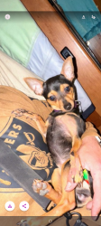 Reunited Female Dog last seen FoodMa on 29th Ave., Oakland, CA 94601