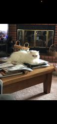 Lost Female Cat last seen M8  & 60 th west, Palmdale, CA 93551